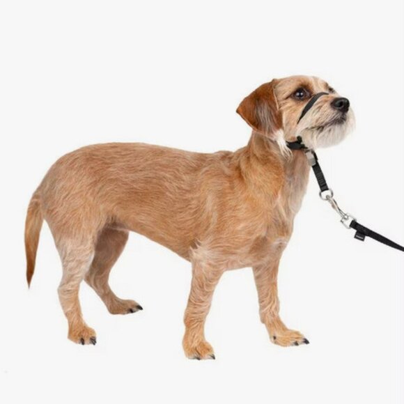 PetSafe Gentle Leader Padded No Pull Dog Headcollar, Black, Small 7" to 15" neck - Picture 2 of 9